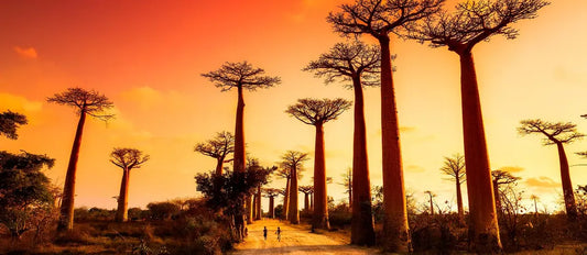 The Great Red Island road trip  Ultra all-inclusive 5*   Madagascar in 17 Days, 15 Nights in Destination